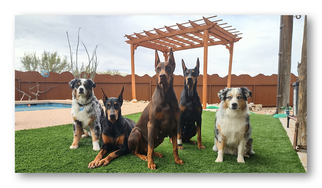 Doggy day care, an interactive experience