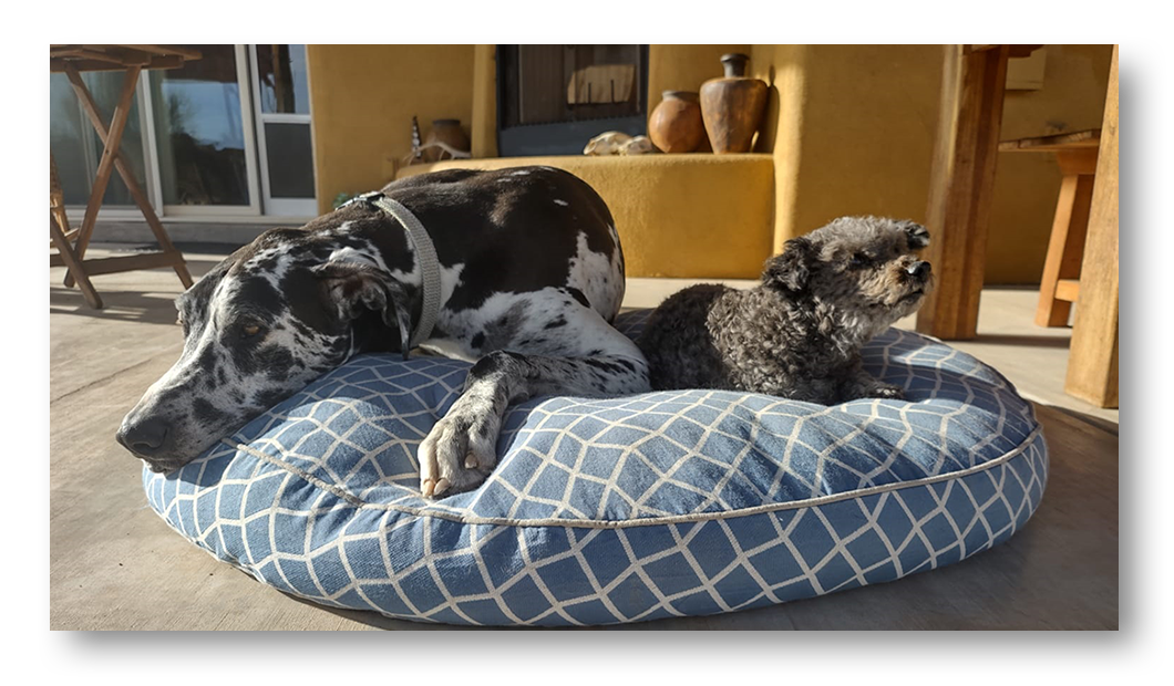 Dog boarding more like doggy day care in the Tucson area